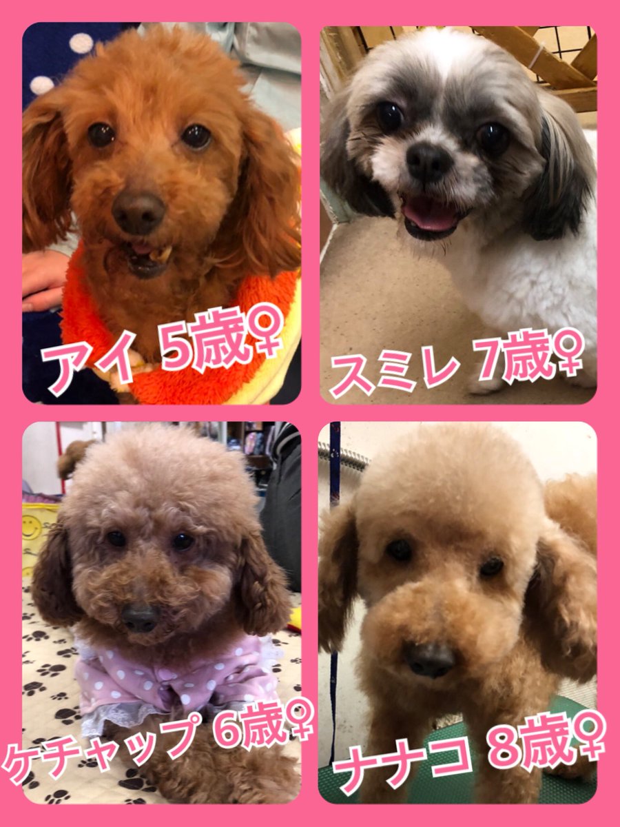 🐾今日の里親様募集中ワンコ🐶メンバーです🐾2019,2,5